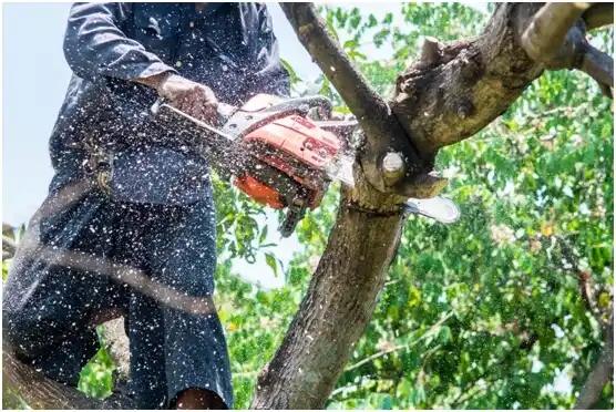 tree services Jersey Shore